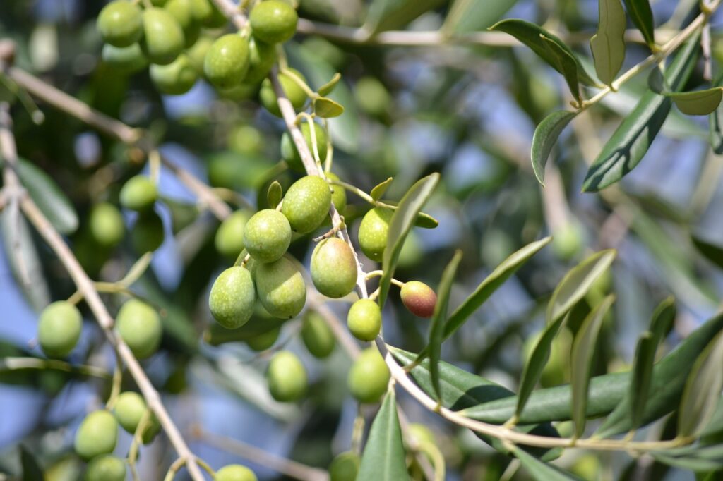 Comment choisir le meilleur peigne pour olives en fonction de ses besoins ?